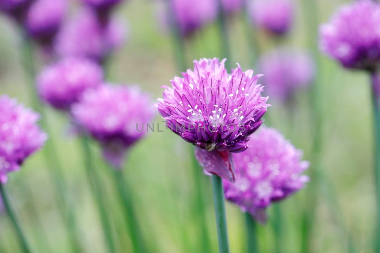 A close up of purple chive flowers in a garden in north Idaho.