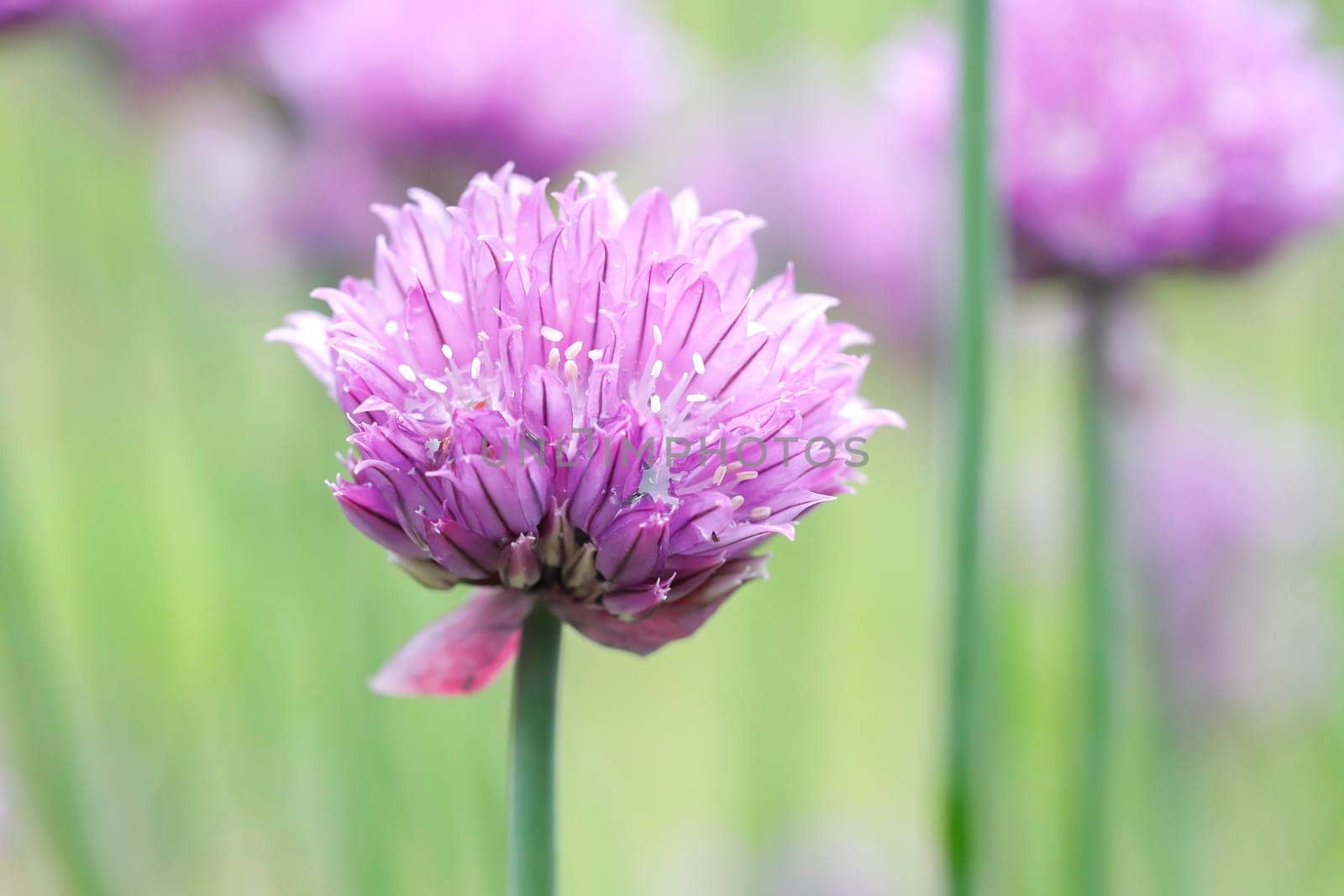 A close up of purple chive flowers in a garden in north Idaho.