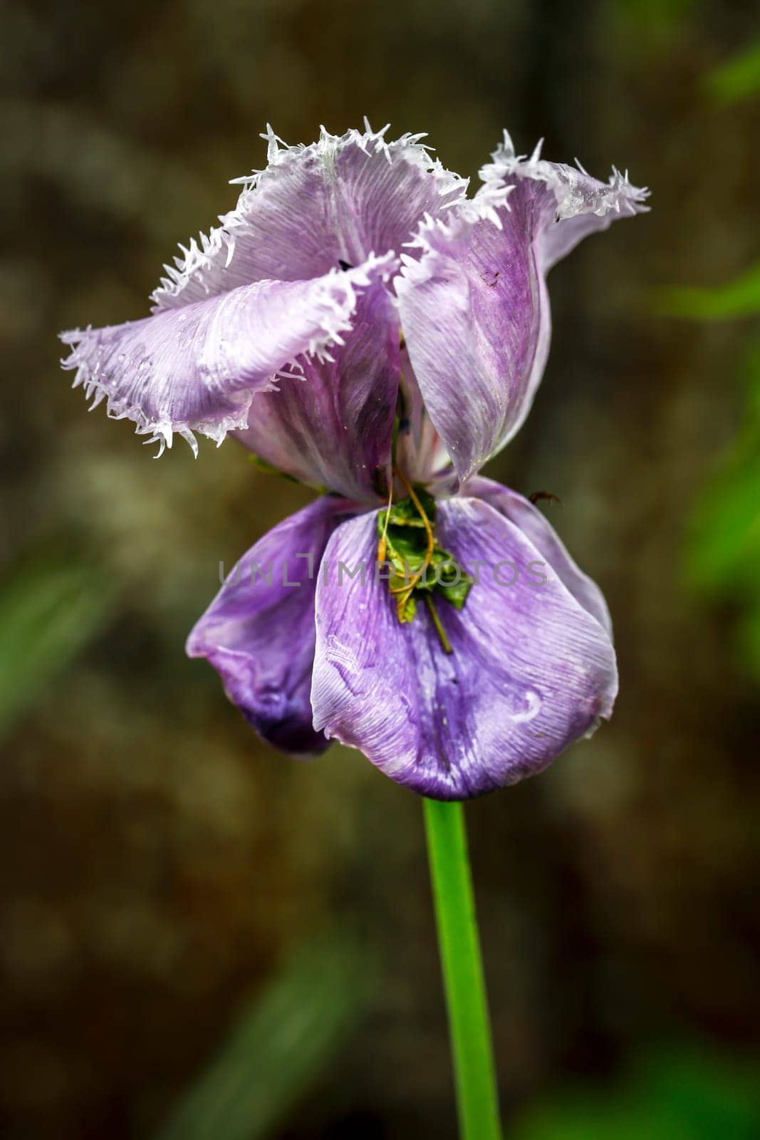 A close up of a single purple iris flow in north Idaho.