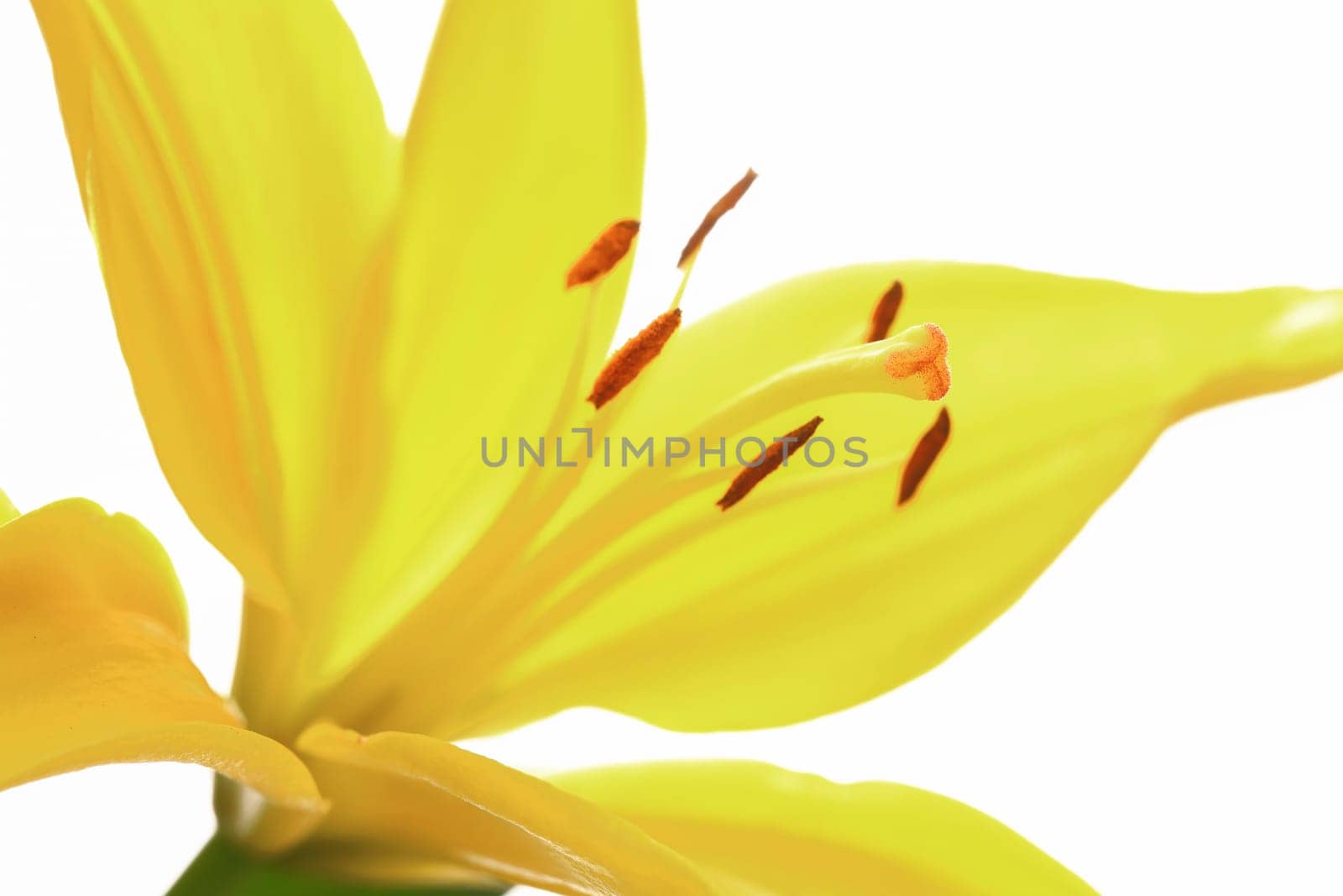 A close up studio photo of a yellow lily set against a white background.