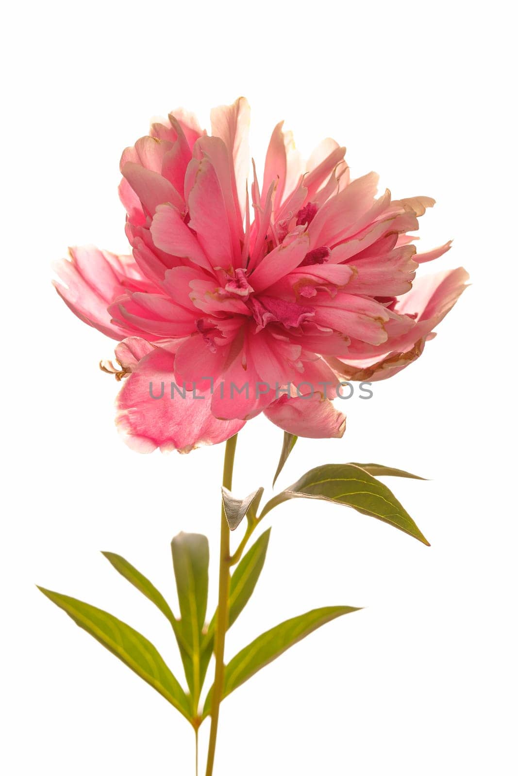 A close up studio photo of a pink peony flower set against a white background.