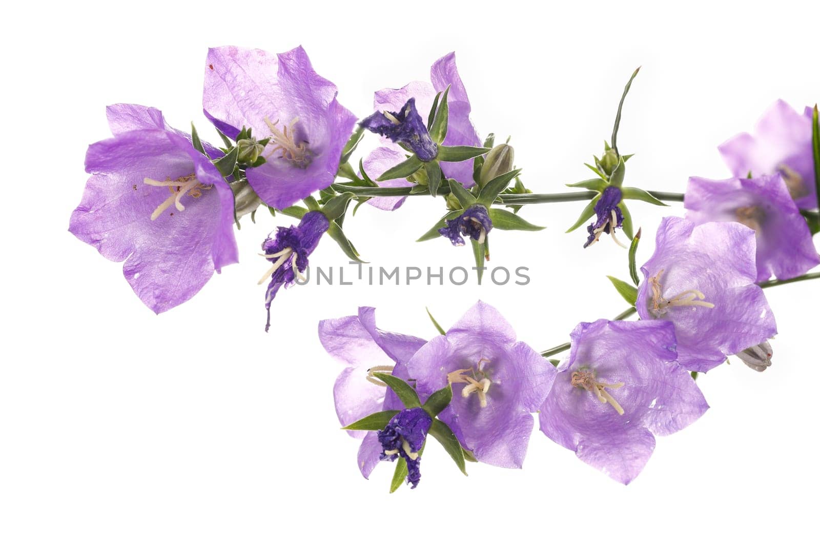 A conceptual photo of purple flowers against a white background.