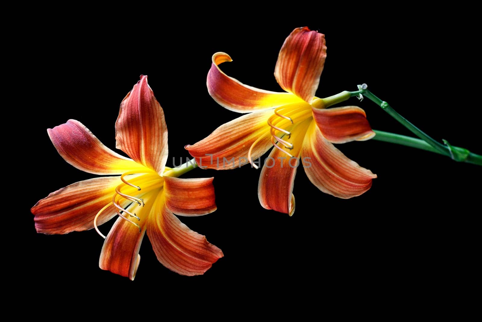 A fine art photo of two day lilies set against a black background.