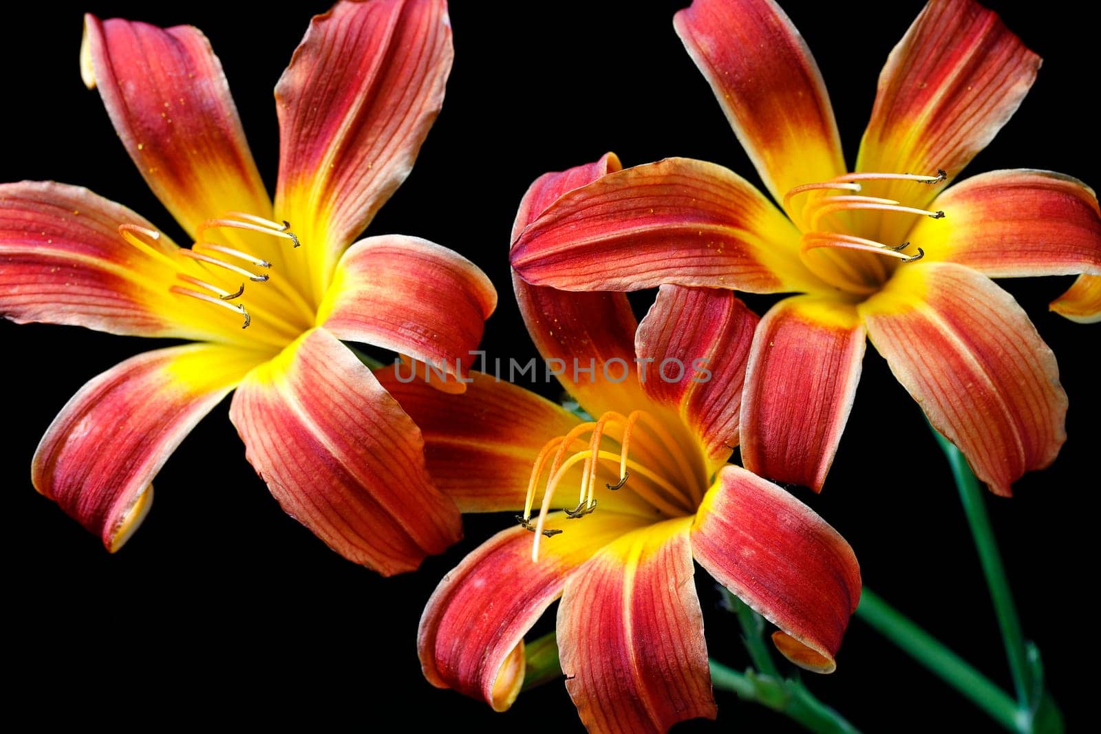 A cluster of three day lilies set against a black background.