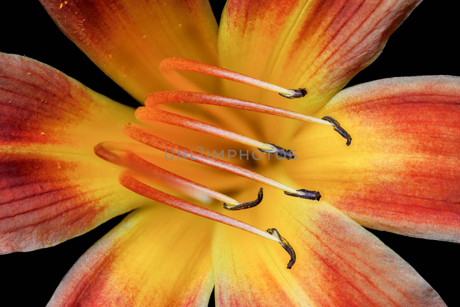 An extreme macro photo of the inside of a day lily.