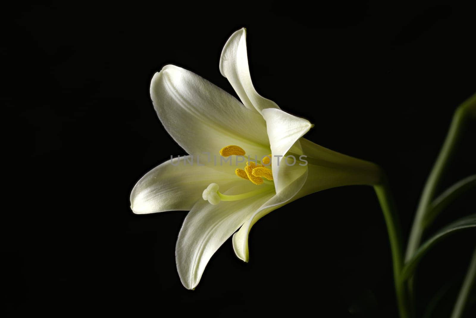 A close up of a beautiful Easter lily in a studio setting.