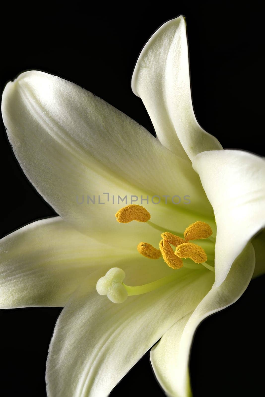 A close up of a beautiful Easter lily in a studio setting.