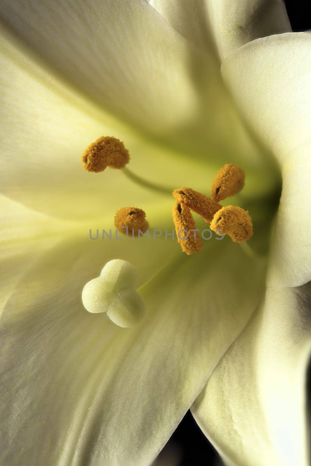 A macro photo of inside an Easter lily.