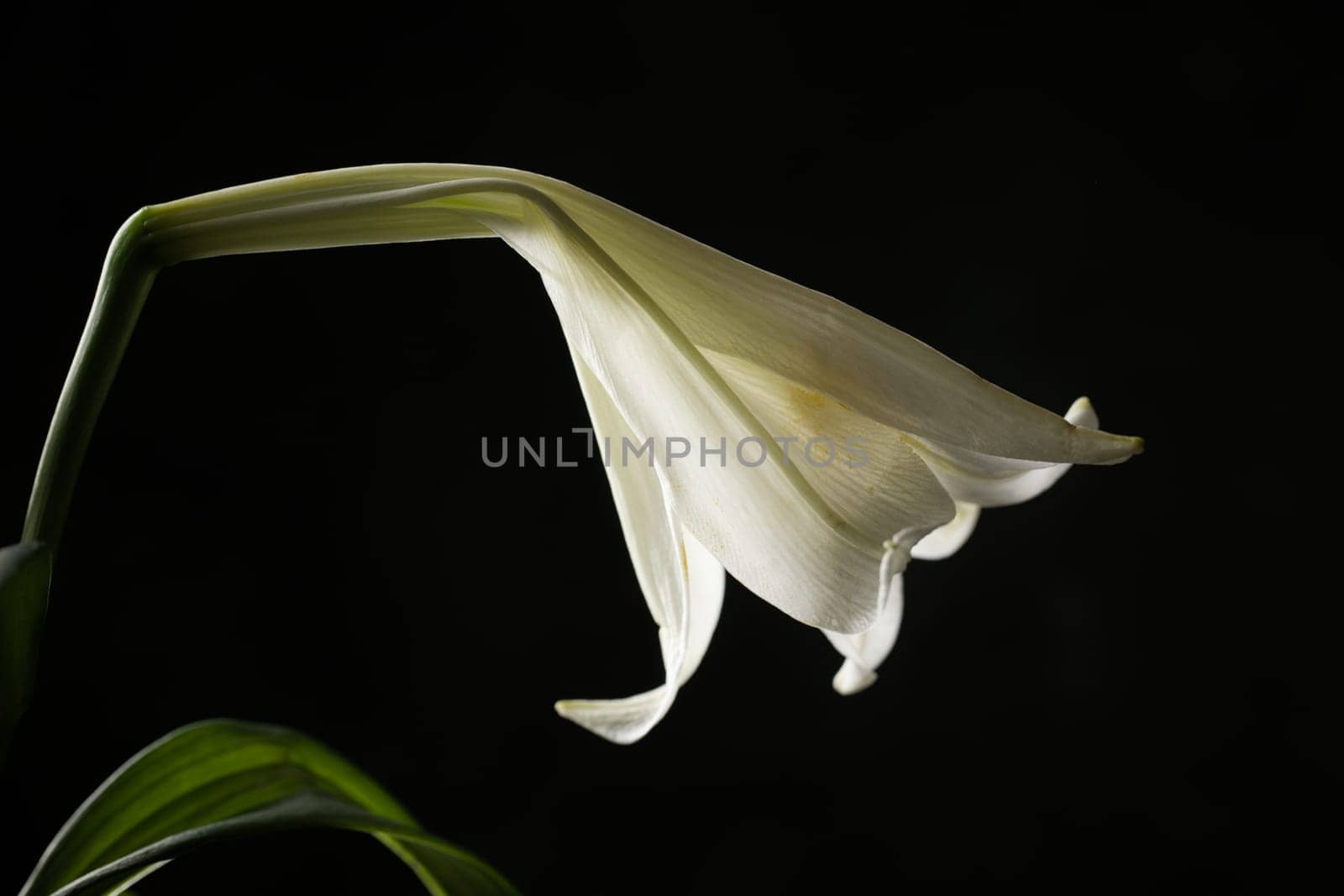 The side view of a white lily set against a black background.