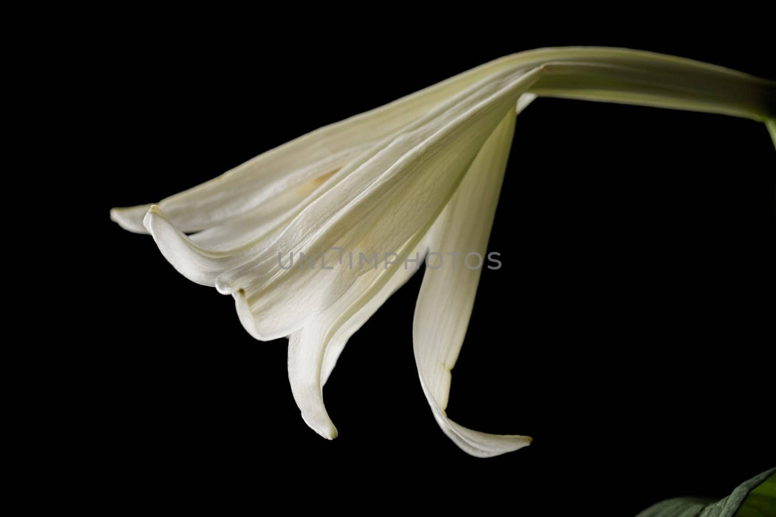 The side view of a white lily set against a black background.