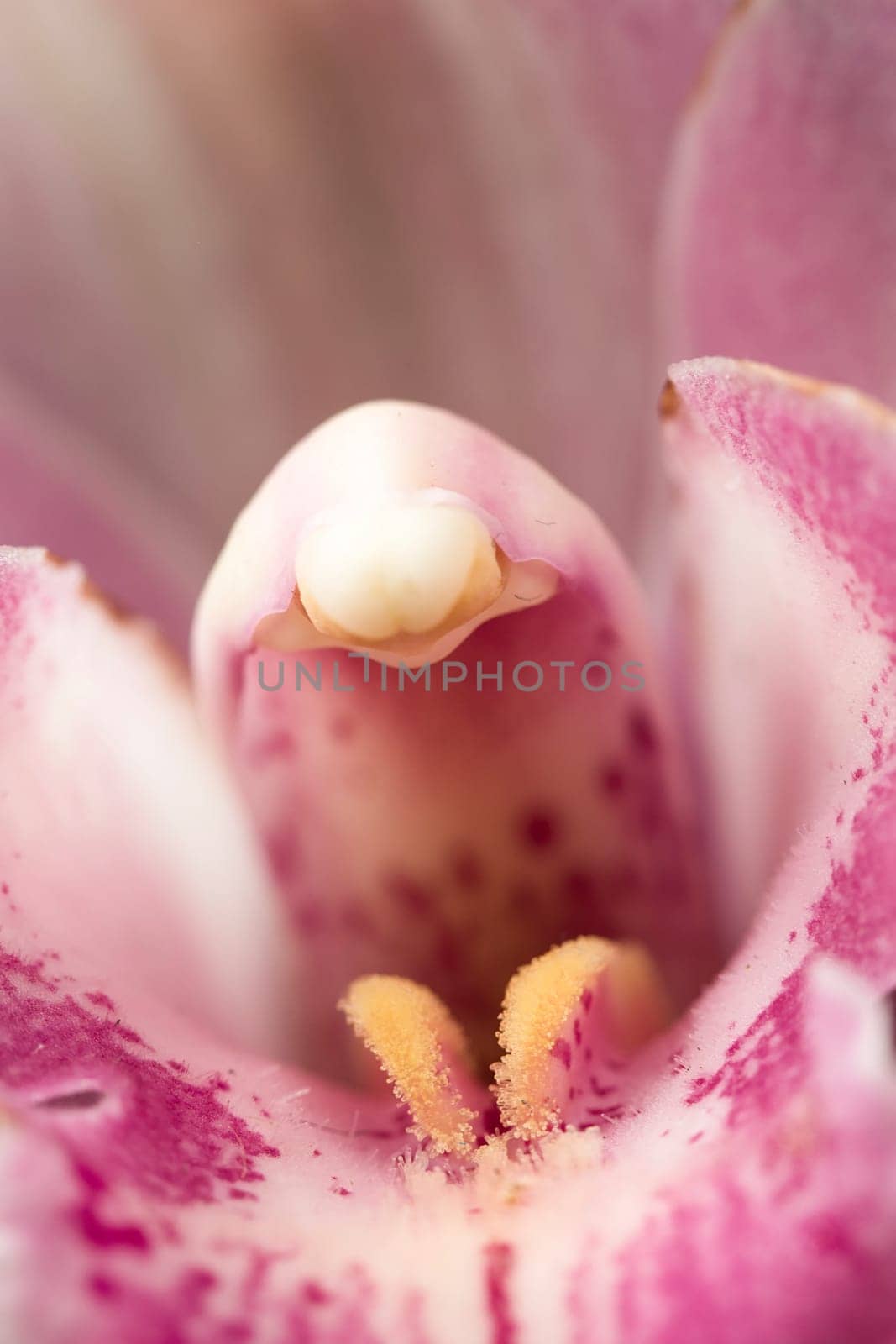 A macros photo of the inside of a beautiful pink orchid.
