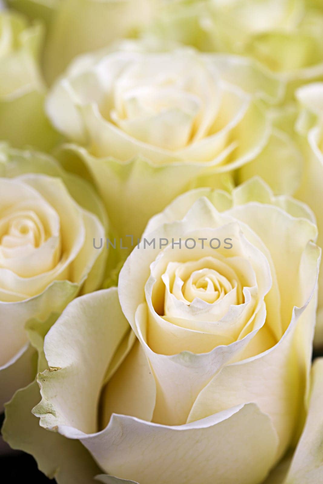 A close up of beautiful bouquet of yellow roses.