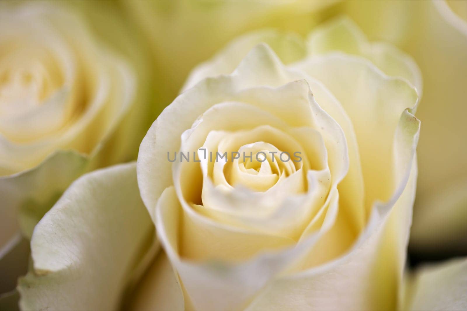 A close up of beautiful bouquet of yellow roses.