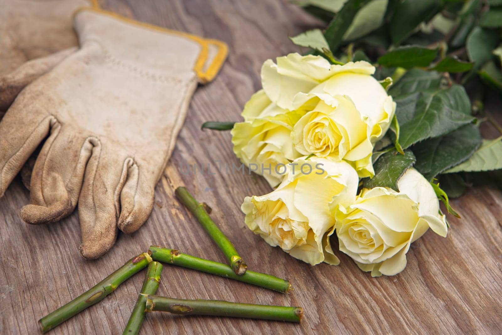 A photo of freshly cut roses on a wooden table top beside gloves and cut stems.