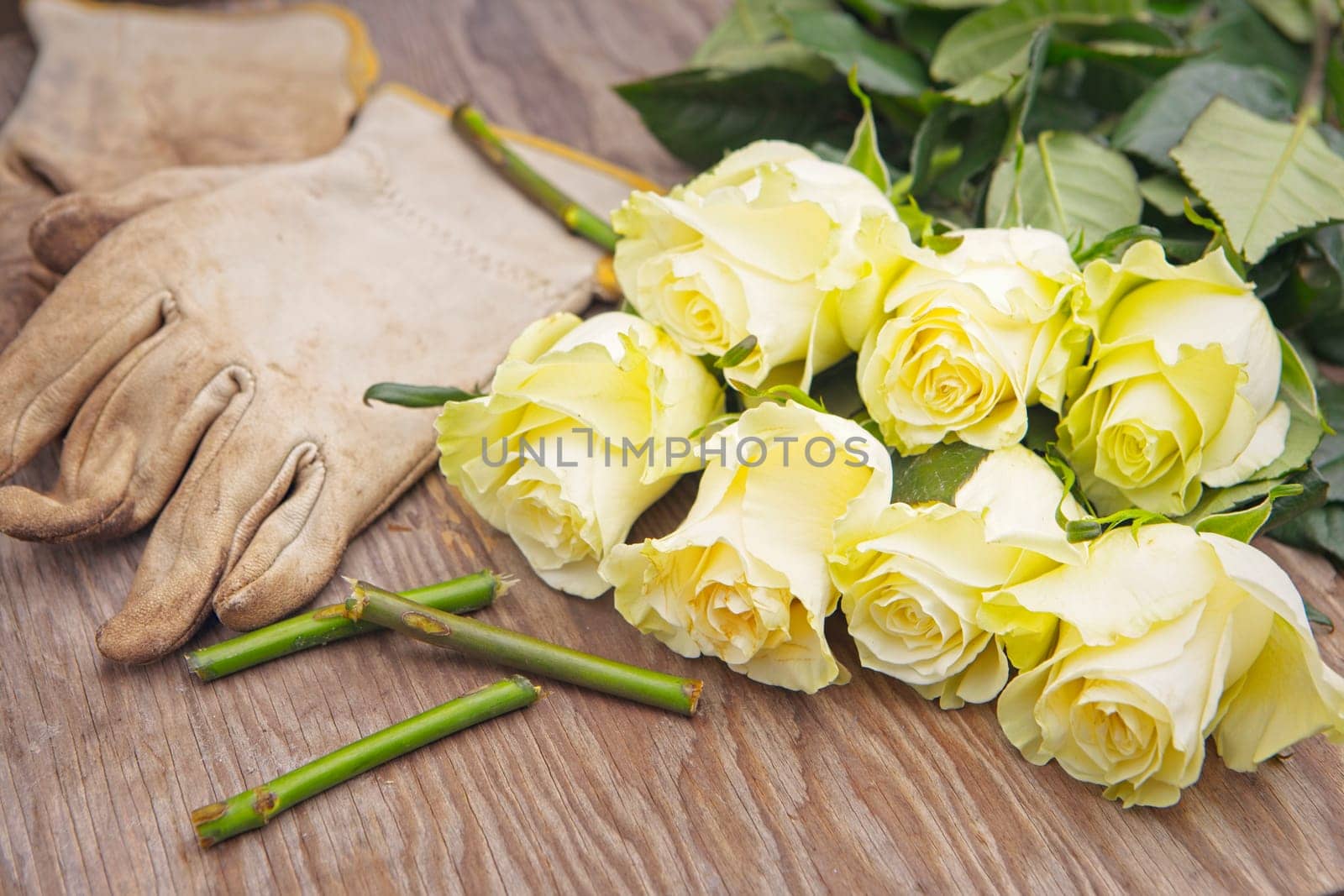 A photo of freshly cut roses on a wooden table top beside gloves and cut stems.