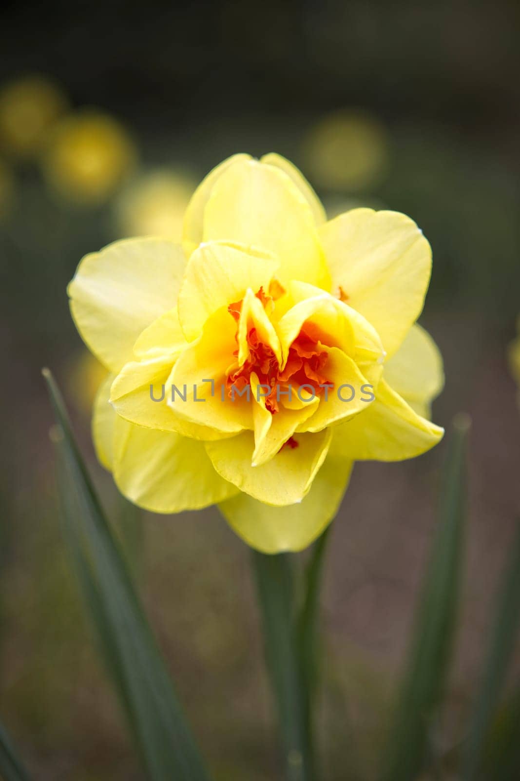 A close up photo of a yellow double daffodil at Manito Park in Spokane, Washington.