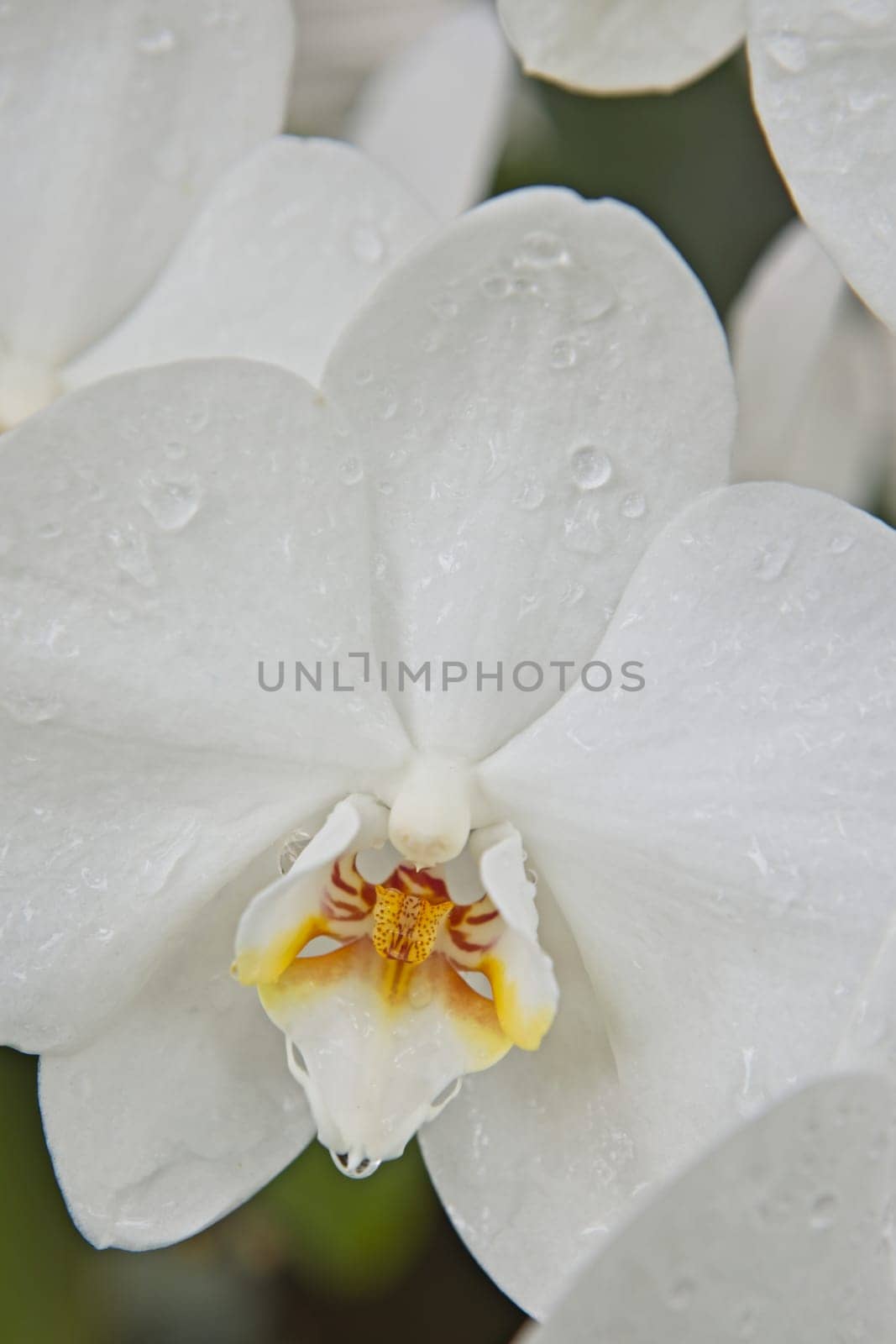 A close up of a pure white orchid at Manito Park in Spokane, Washington.