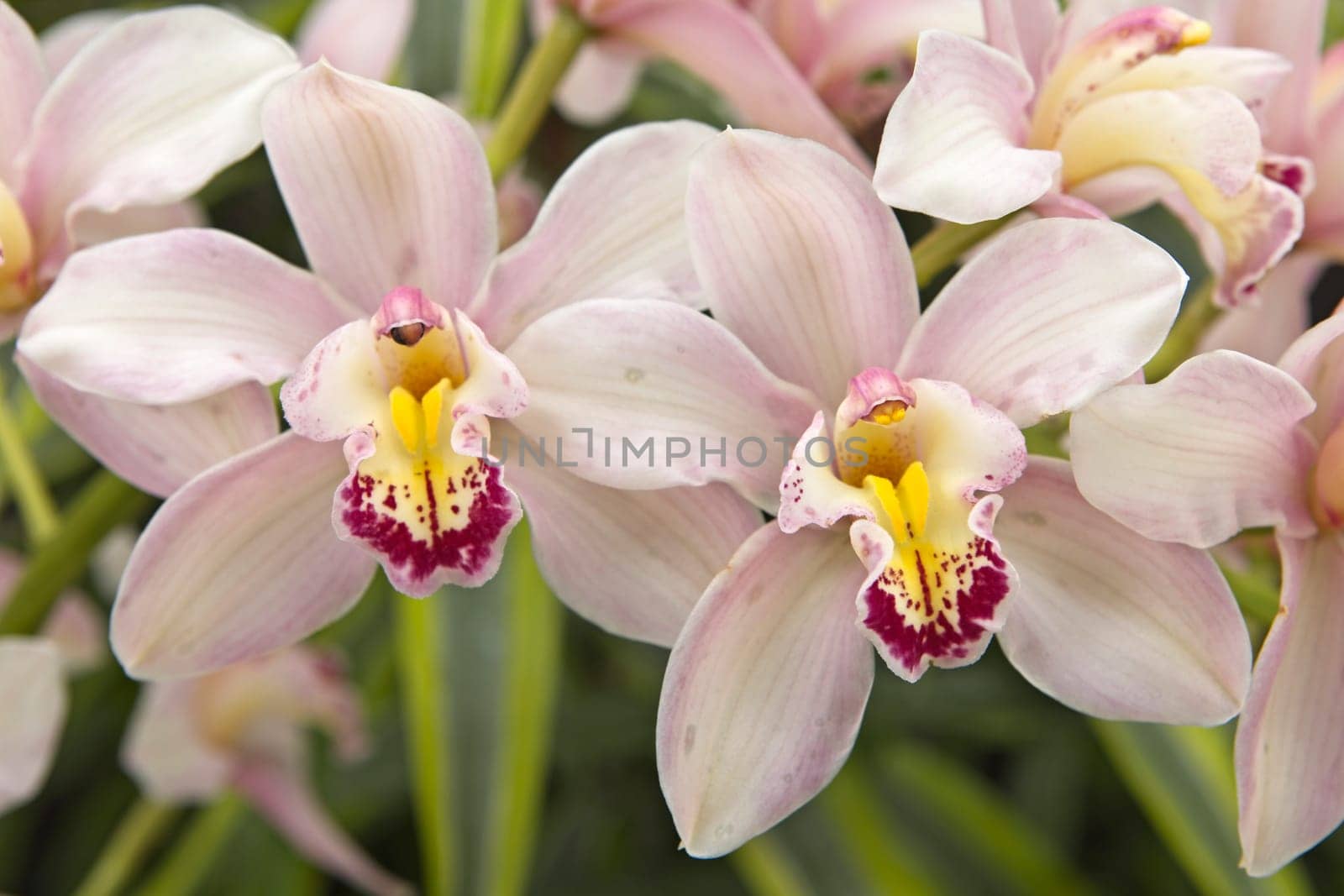 A close up of pink, yellow, and purple orchids at Manito Park in Spokane, Washington.