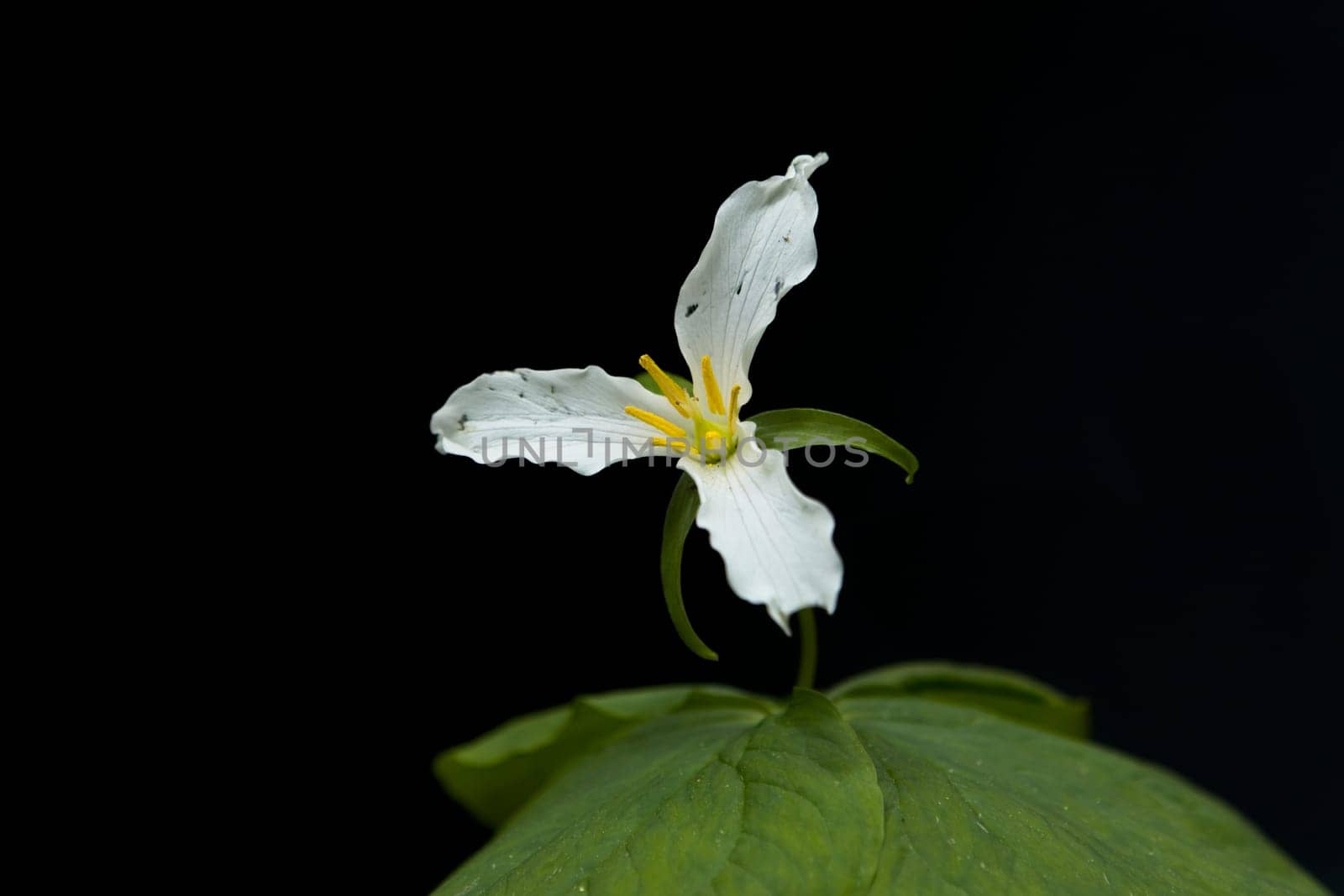 A close up of a white trilium flower in the mountain area near Rathdrum, Idaho.