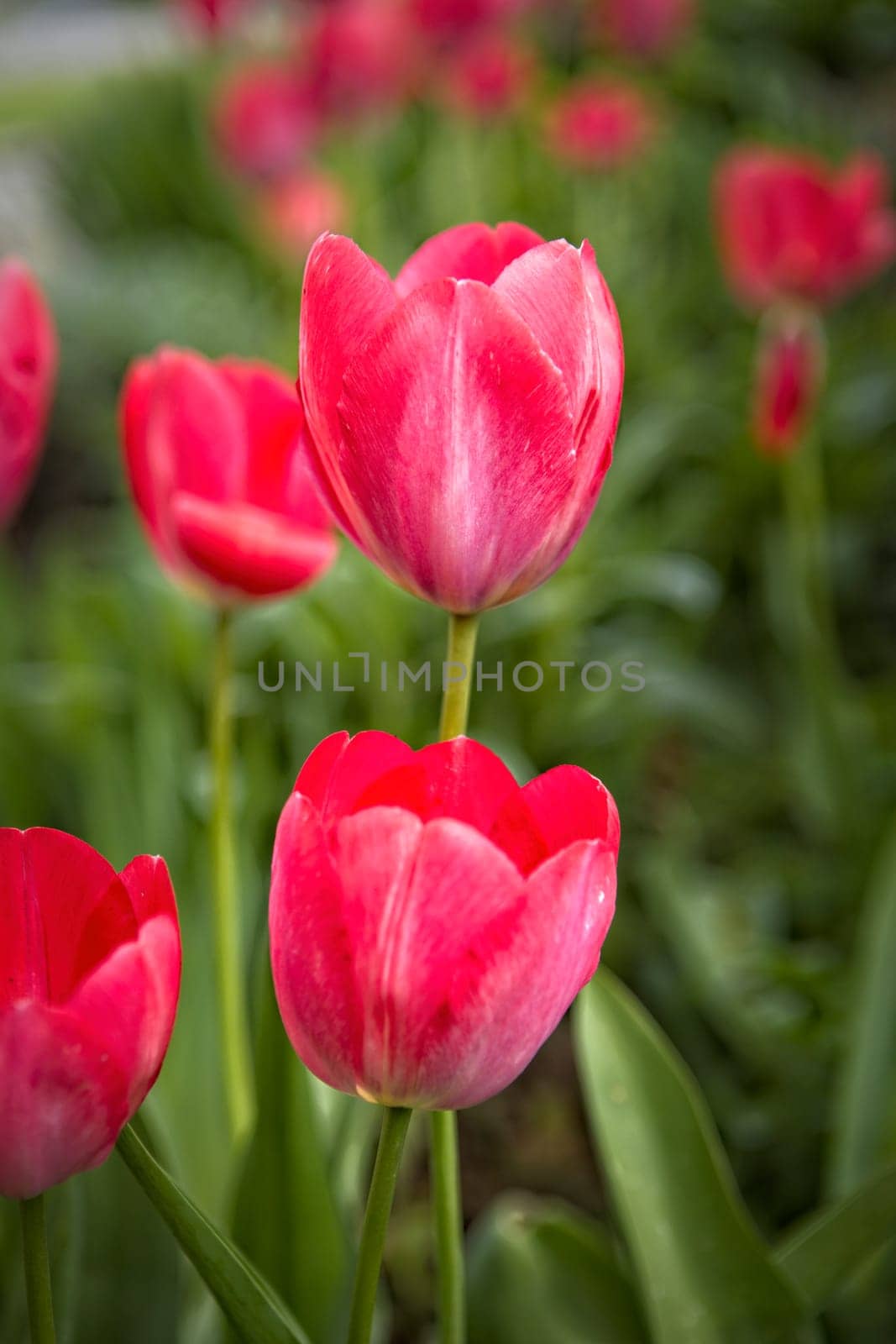 Close up of bright red tulips in a garden in Rathdrum, Idaho.