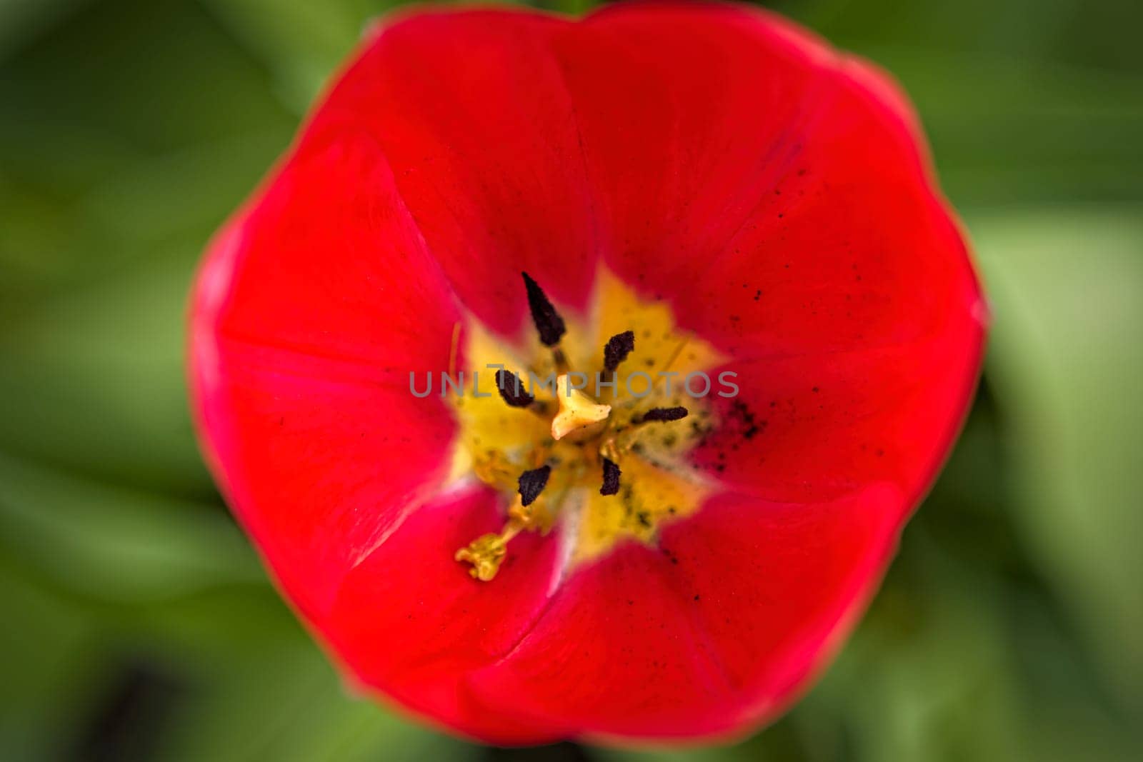 A close up photo of looking down into the center of a tulip in north Idaho.