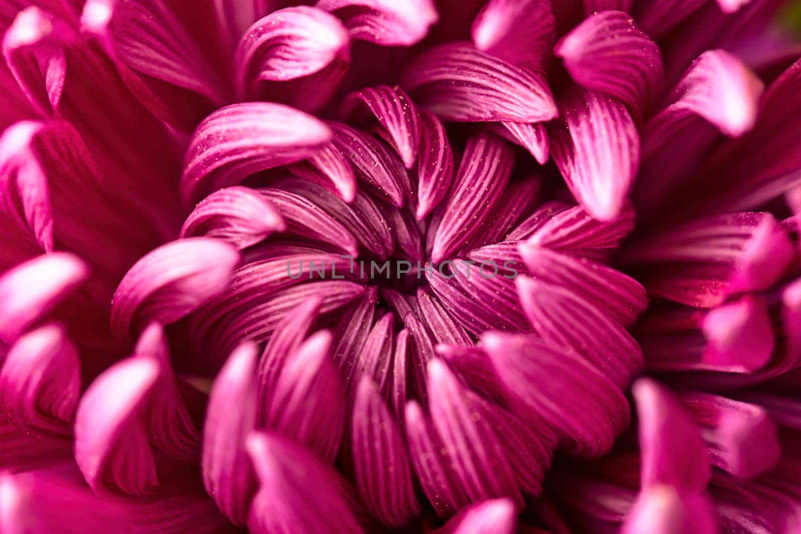 A macro photo of a beautiful Dahlia flower and the petals inside in a studio photo.