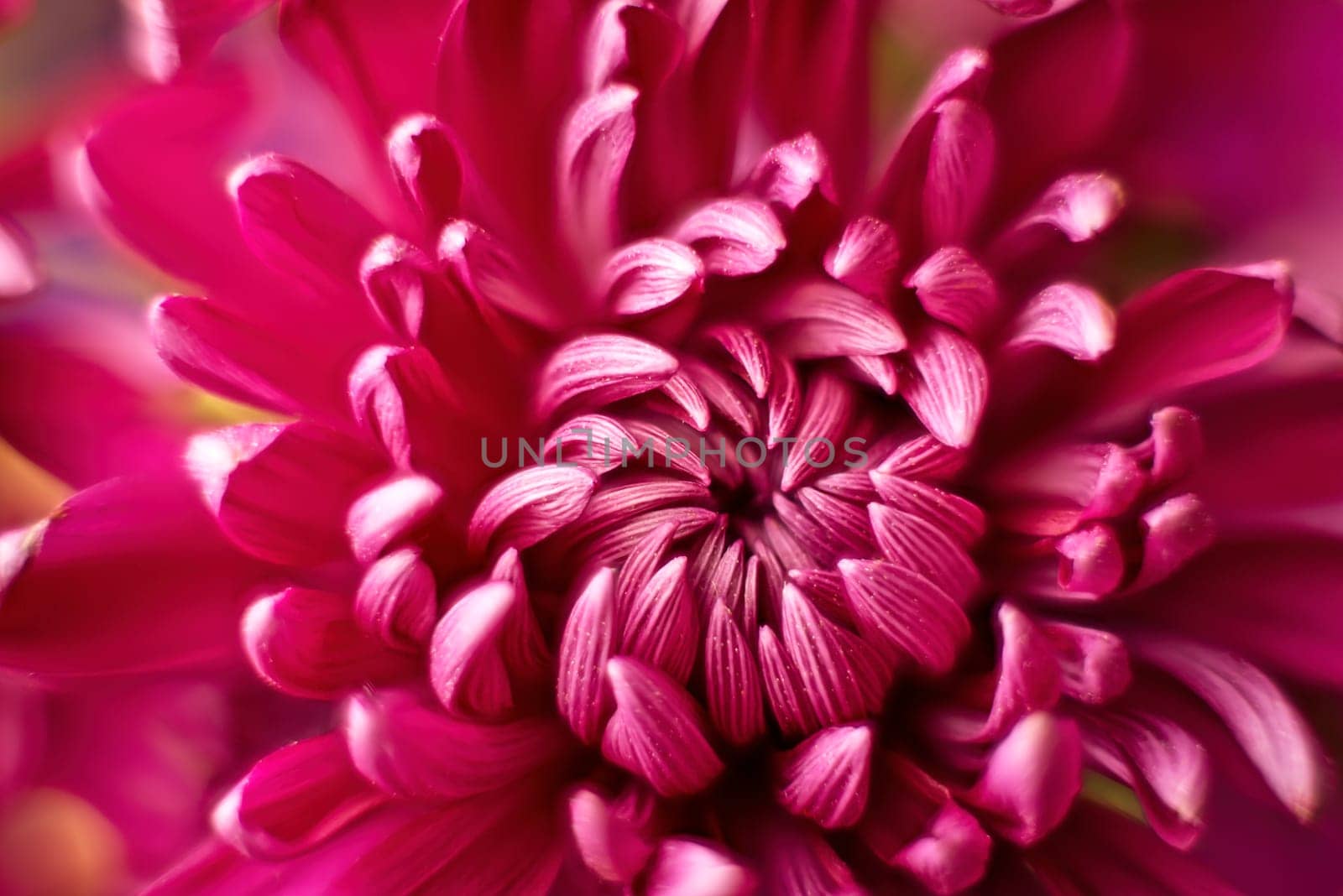 A macro photo of a beautiful Dahlia flower and the petals inside in a studio photo.