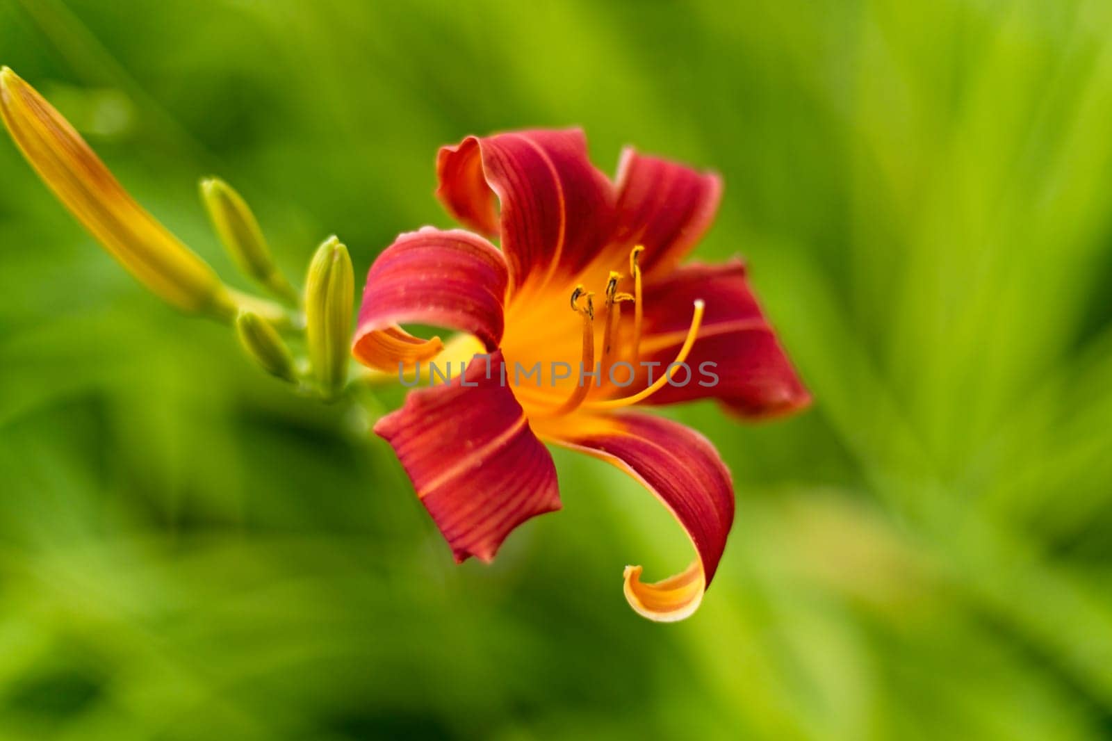 A close up photo of a single red and yellow tiger lily in a garden in north Idaho.