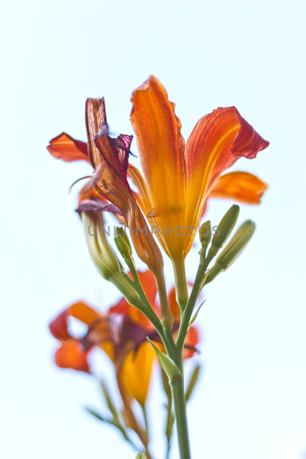 An abstract view looking up at a tiger lily in north Idaho.