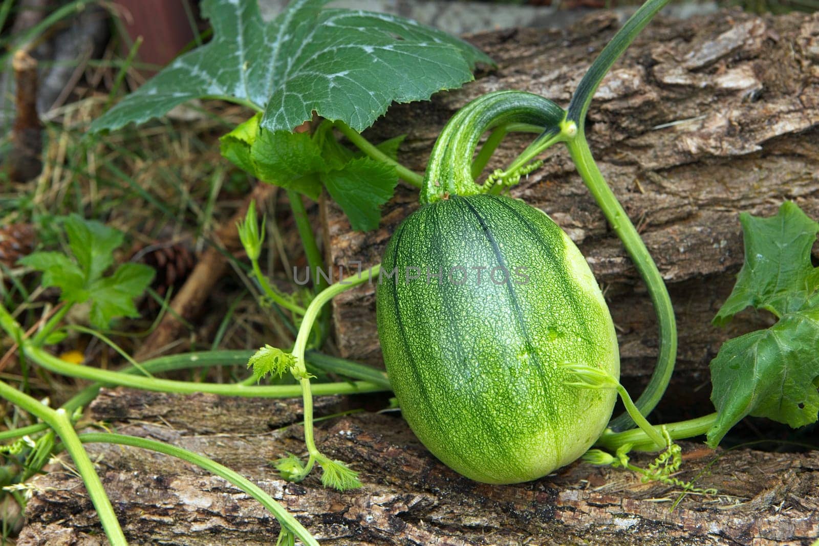 A close up photo of squash in a garden getting close to being ready for harvesting.