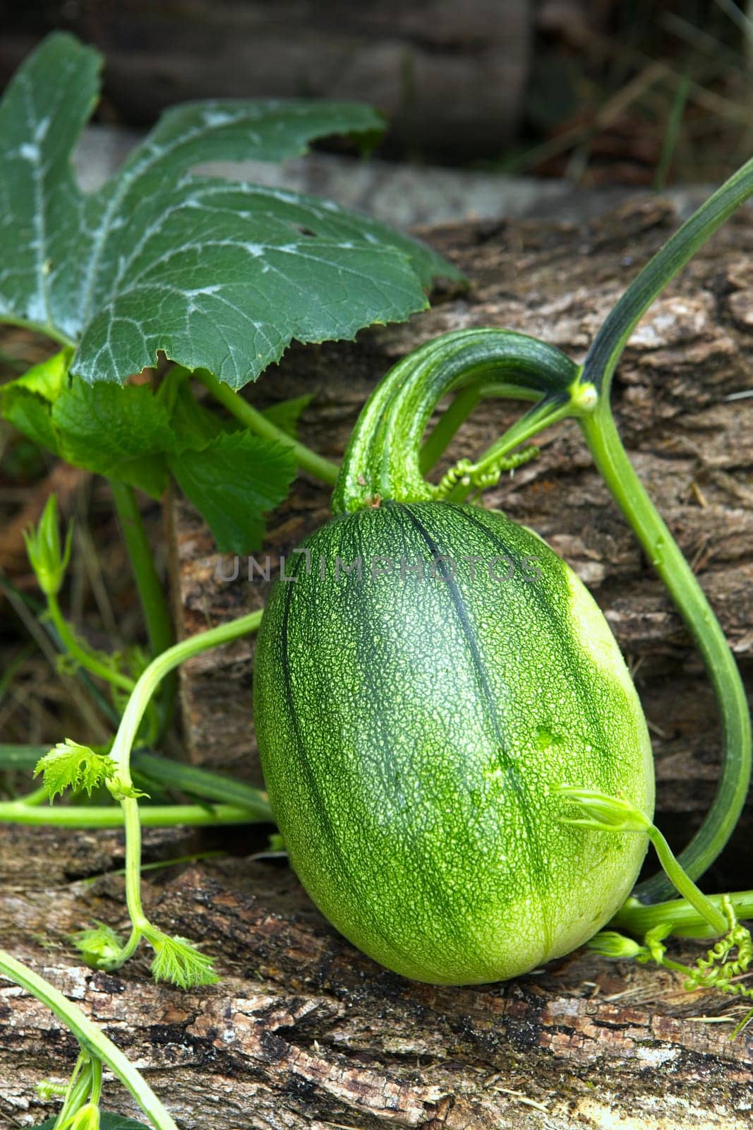 A close up photo of squash in a garden getting close to being ready for harvesting.