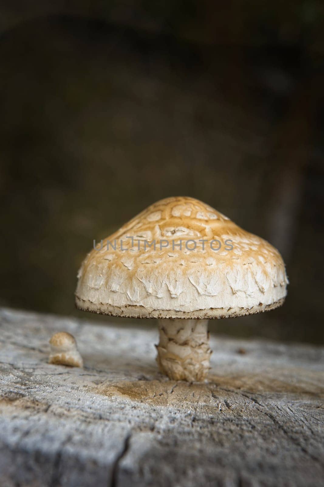 A close up of a large capped wild mushroom on a tree stump near Bonners Ferry, Idaho.