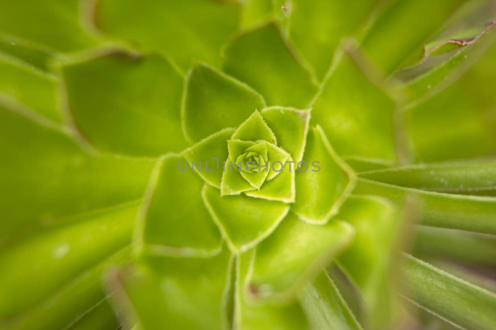 A close up photo of a haworth's aeonium at Manito Park in Spokane, Washington.