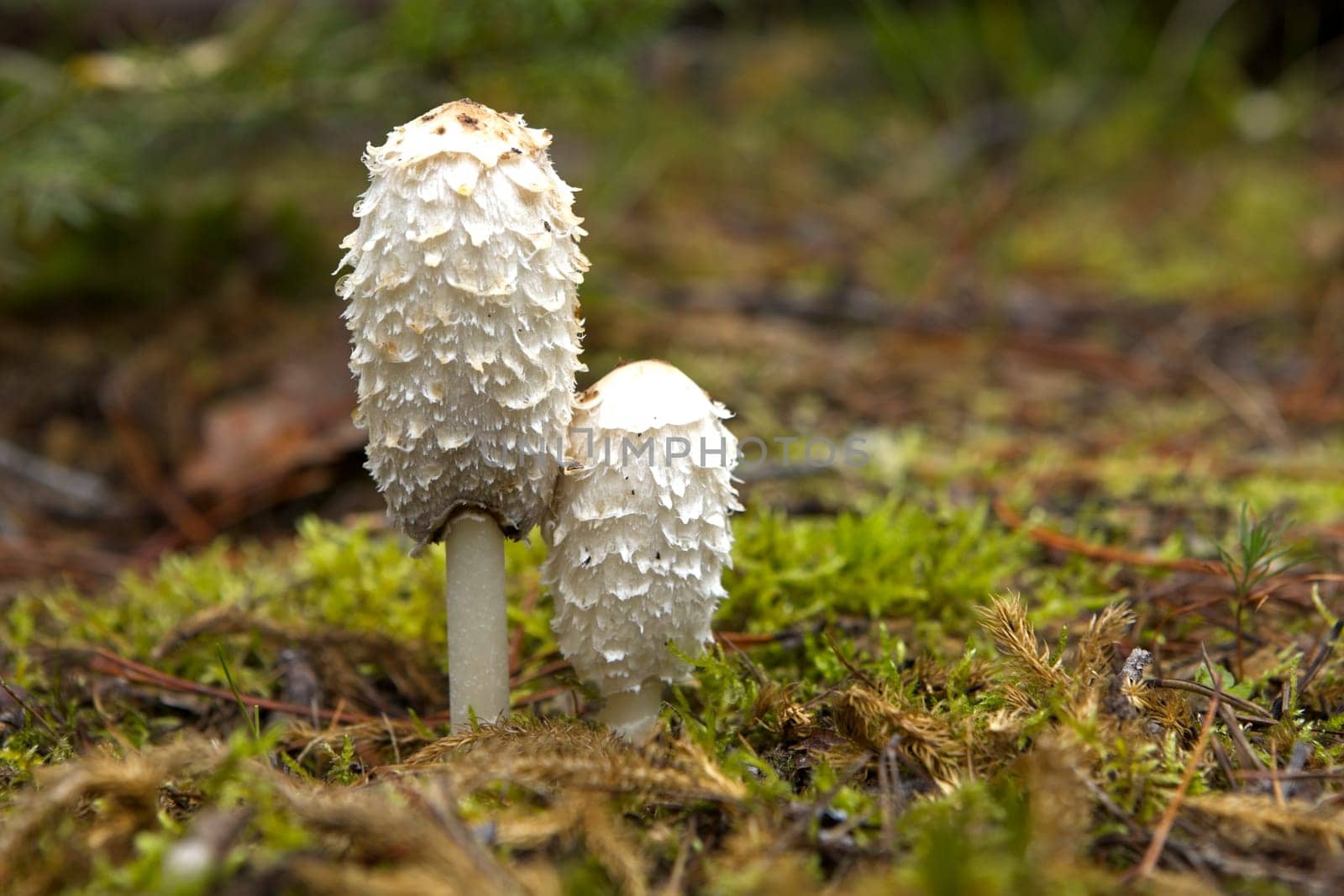 A close up of two edible shaggy mane mushrooms on the forest floor in north Idaho.