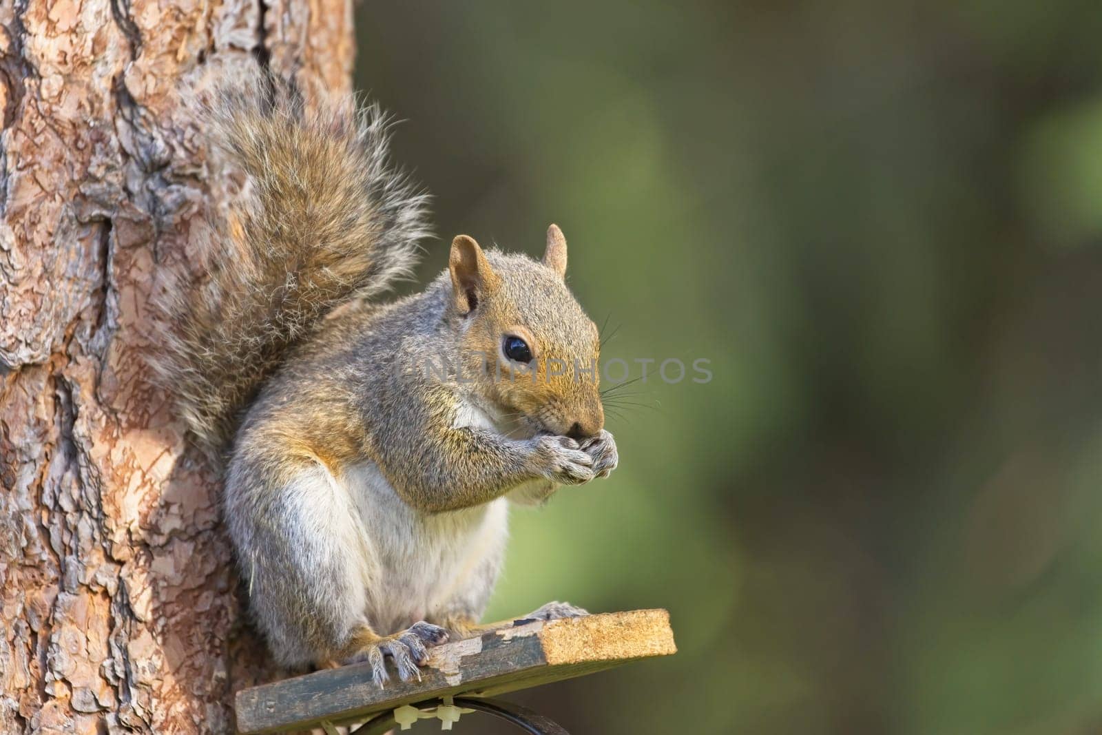 A cute little squirrel on a wooden platform eats seeds in Rathdrum, Idaho.