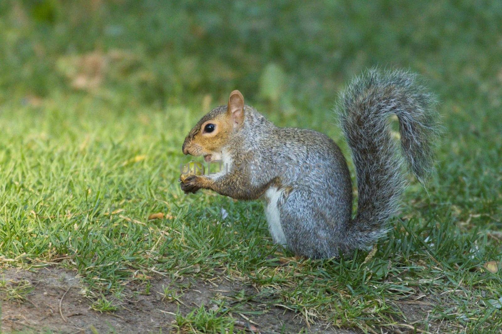 A small cute squirrel eating an acorn in a park in Spokane, Washington.