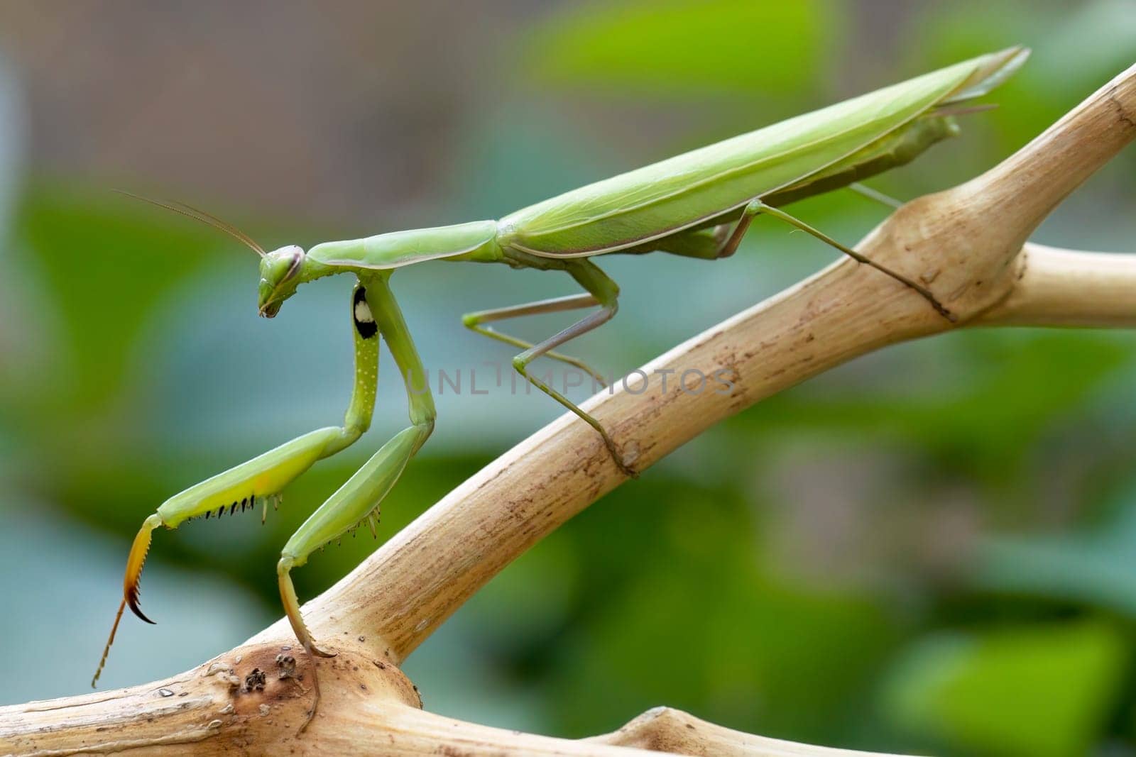 A praying mantis is walking on a stick in a garden in north Idaho.
