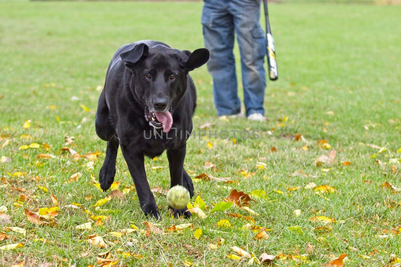 A photo of an unidentified man playing  fetch with his black Labrador retriever in Hauser, Idaho.