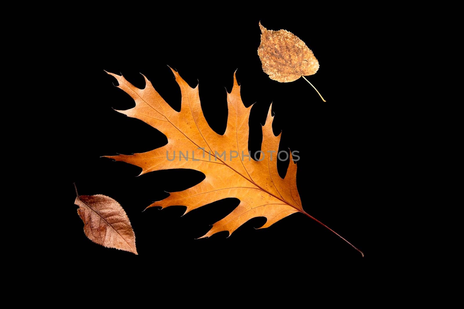 An abstract flat lay photo of dried autumn leaves set against a black background.