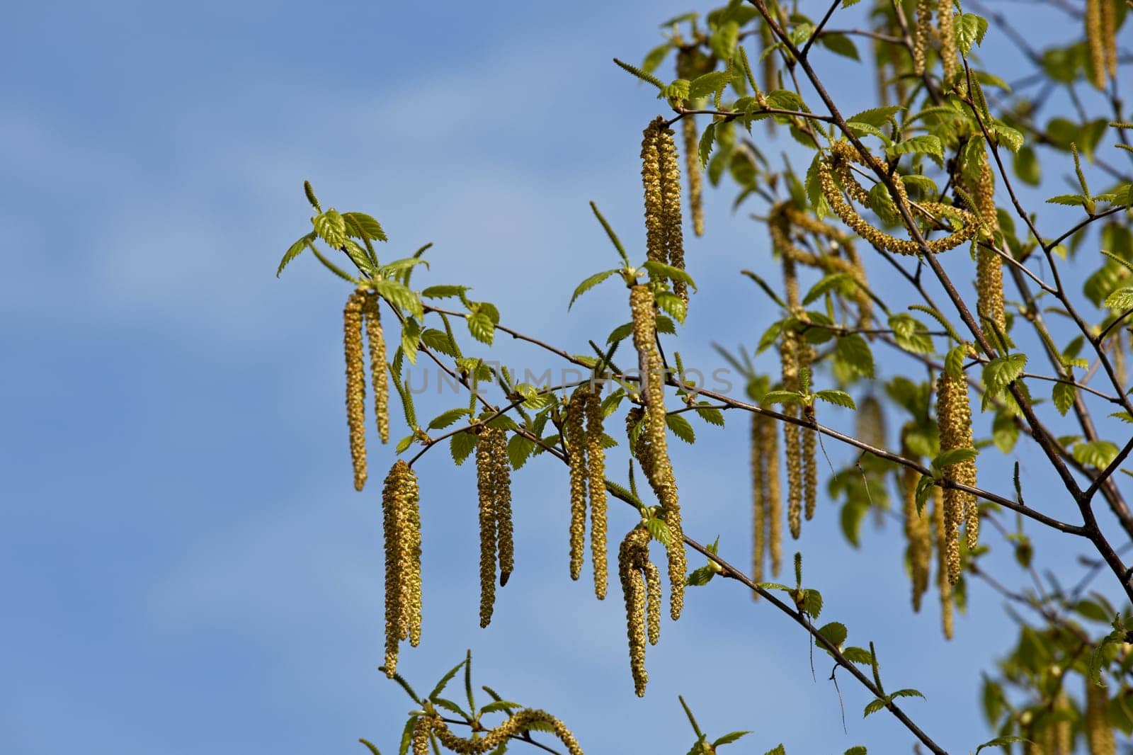 Interesting objects hang from these trees set against a blue sky in north Idaho.