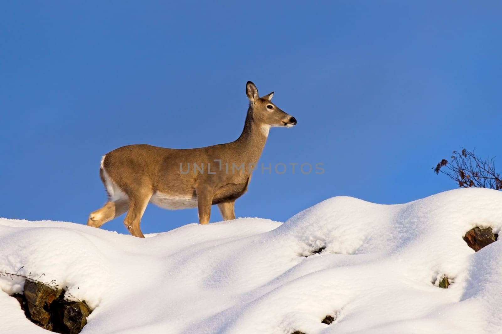 A side view of a deer on top of a snow covered hill against a blue sky in north Idaho.