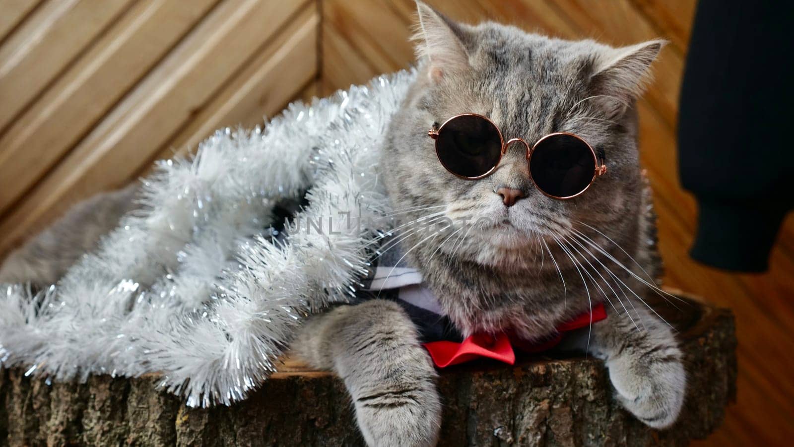Scottish straight cat celebrates holiday eve Happy New Year 2025 and Merry Christmas. Pet in sunglasses is looking at the camera.
