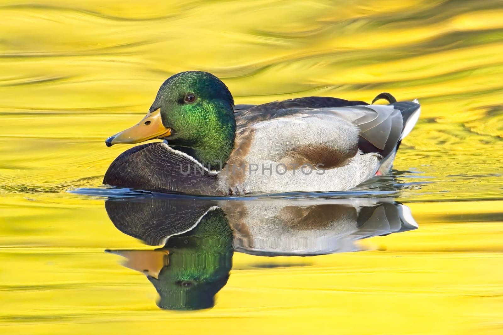 A mallard duck swims in a calm pond with a yellow reflection from the autumn trees in Spokane, Washington.