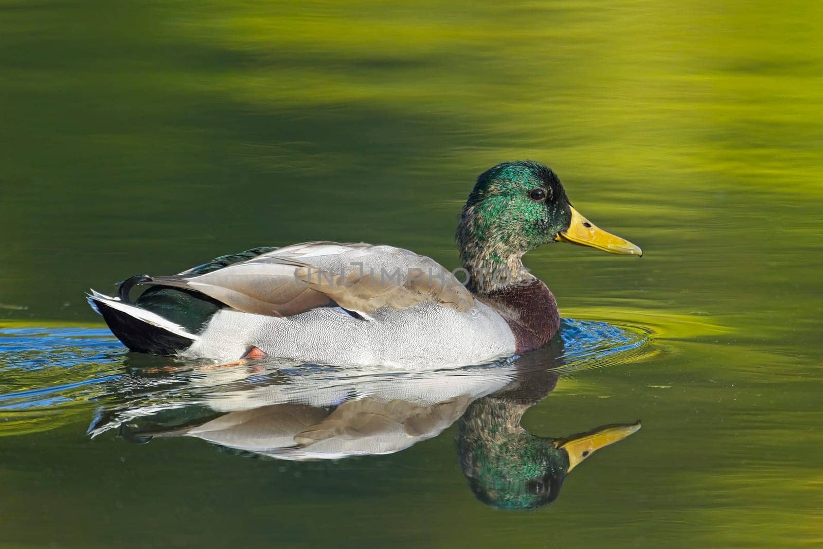 A beautiful male mallard dusk swims in a calm pond casting a reflection in Spokane, Washington.