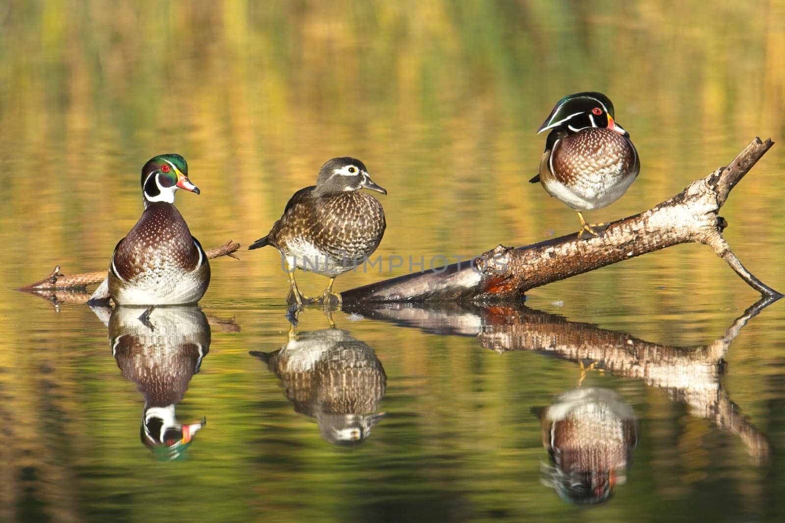 Three wood ducks, a female and two males, are perched on a log jutting out of the water in Spokane, Washington.