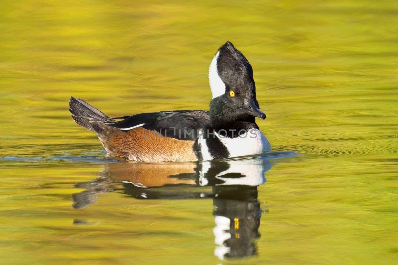 A fall photo of a beautiful male hooded merganser swims in the calm water and casts its reflection in Spokane, Washington.