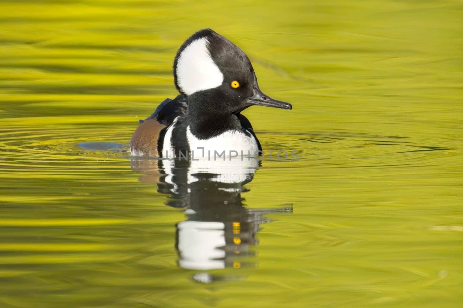 A fall photo of a beautiful male hooded merganser swims in the calm water and casts its reflection in Spokane, Washington.