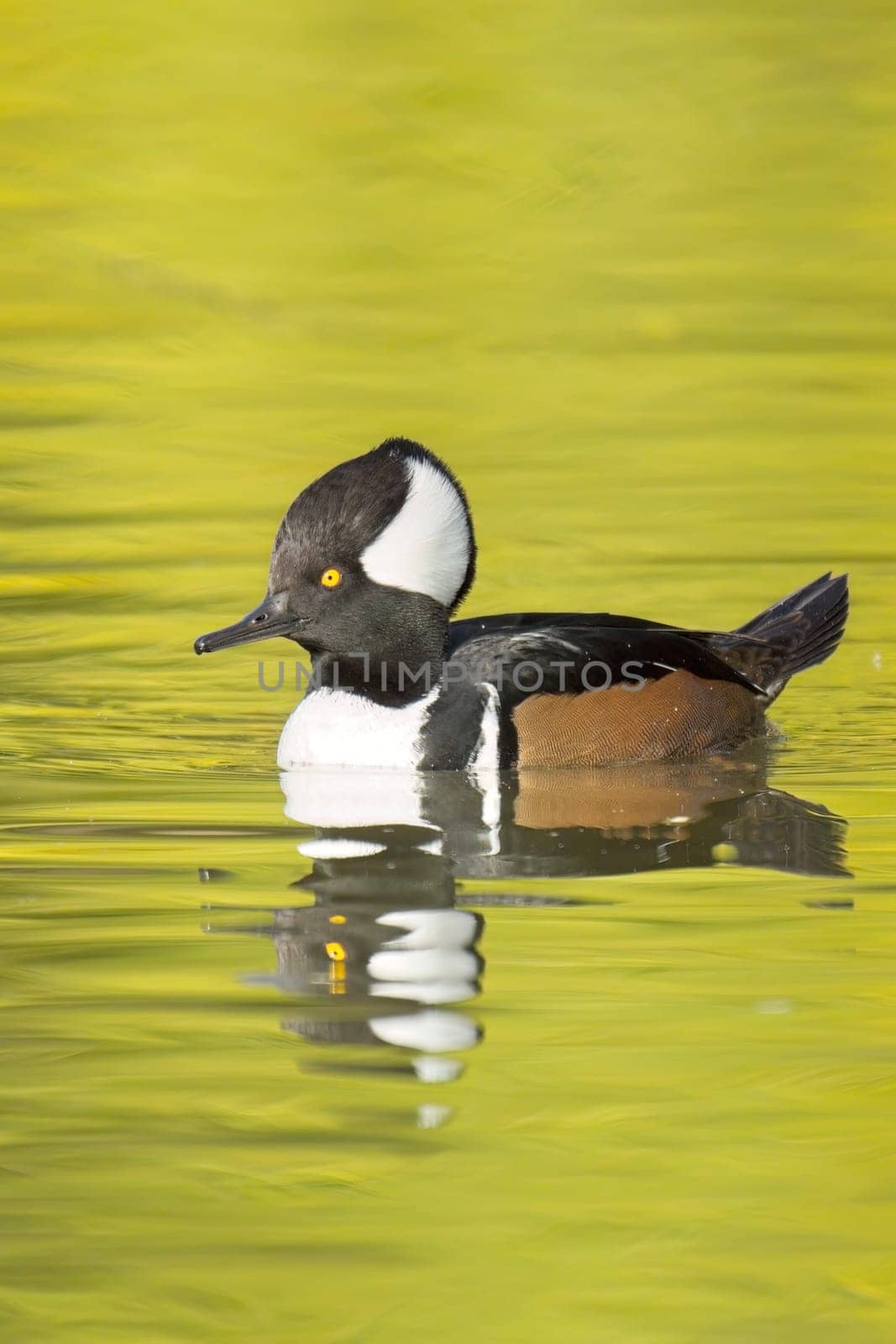 A fall photo of a beautiful male hooded merganser swims in the calm water and casts its reflection in Spokane, Washington.