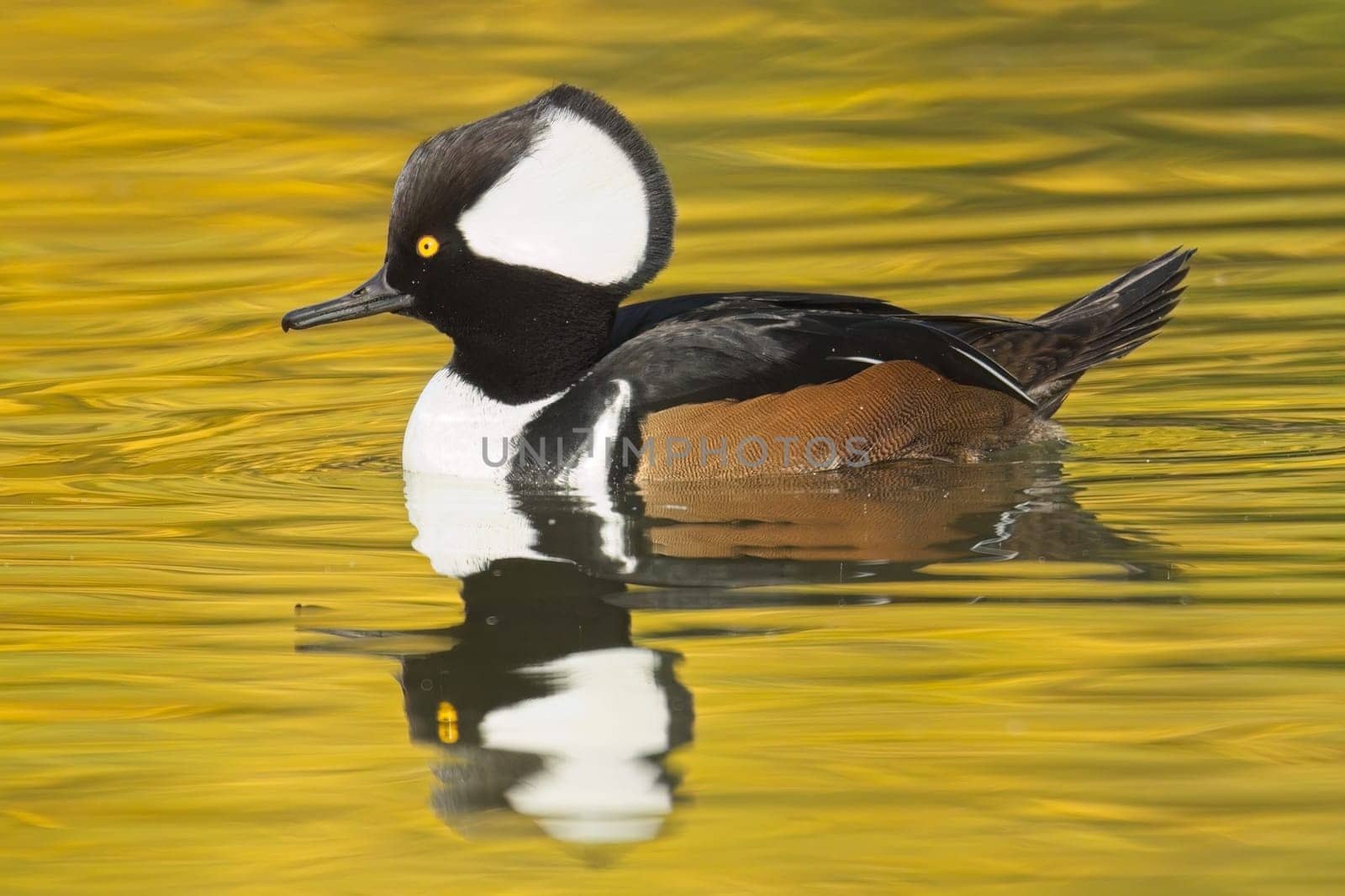 A fall photo of a beautiful male hooded merganser swims in the calm water and casts its reflection in Spokane, Washington.