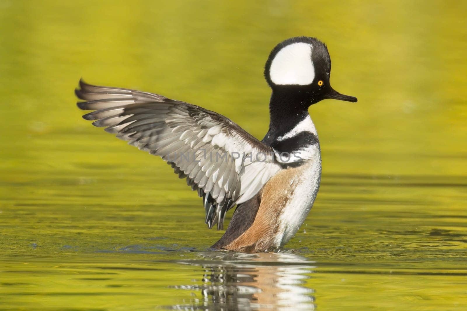 A male hooded merganser rises up out of the water and flaps its wings in Spokane, Washington.